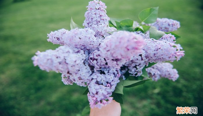 丁香花花语 丁香花有什么花语