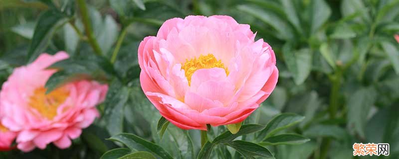 秋天盛开的花有哪些 有什么秋天盛开的花