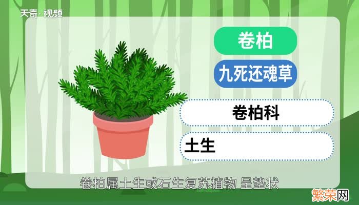 卷柏是什么植物卷柏知识大全