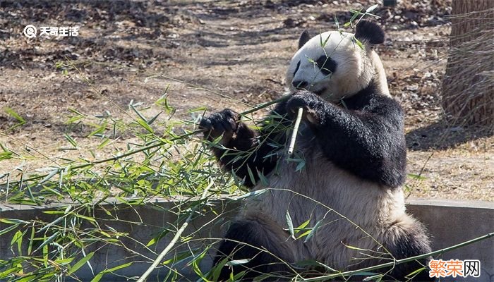 大熊猫除了竹子还喜欢吃什么 大熊猫喜欢吃什么