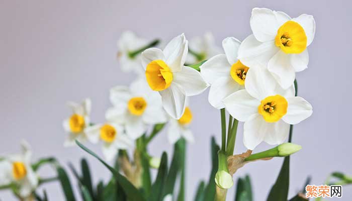 水仙花花语 水仙花花语是什么