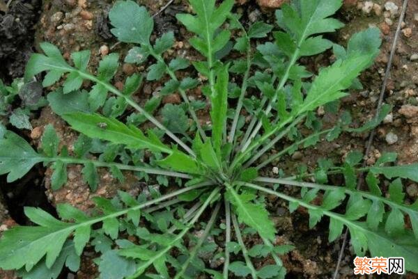 中国可食用植物有多少种 食用植物有哪些