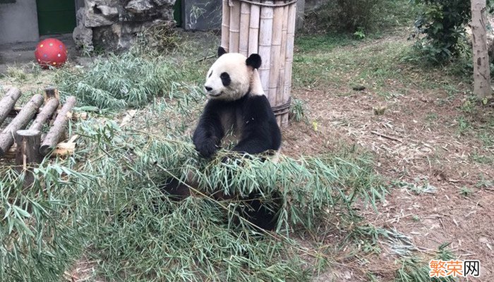 蚩尤的坐骑是熊猫吗 蚩尤的坐骑是不是熊猫