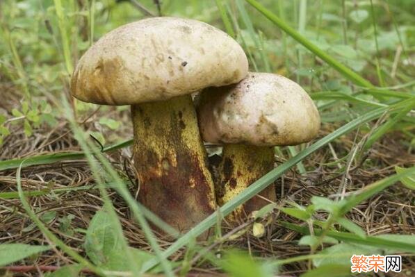 中国十大野生菌排名 野生菌十大名菌排名