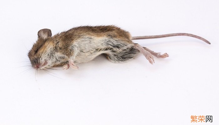 下水道有老鼠咬水管怎么办 怎么杀死下水道的老鼠