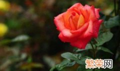 玫瑰11朵代表什么意思 11朵玫瑰花的花语