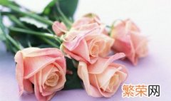 送粉玫瑰代表什么意思 送粉玫瑰代表的意思是什么