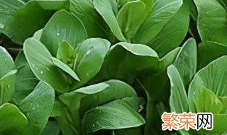 冬天油菜的最佳储存方法 冬天油菜的最佳储存方法是什么