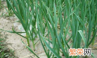 大蒜怎样种 大蒜种植方法介绍