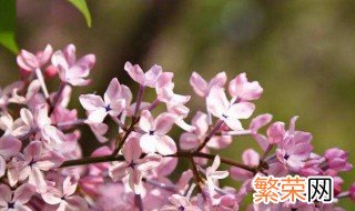 丁香花的寓意代表什么 丁香花介绍