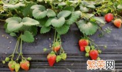 草莓怎样种植收成高 草莓种植收成高需要怎样做