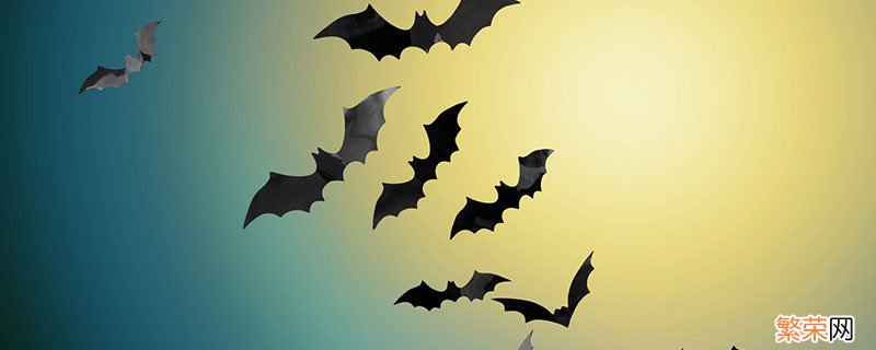 蝙蝠是鸟类吗 蝙蝠是不是鸟类