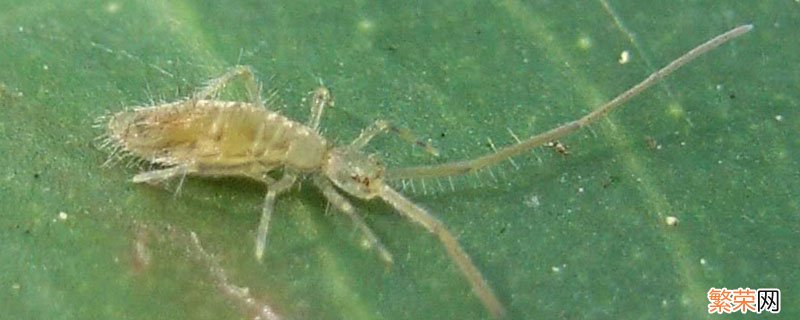 室内杀死跳虫的好办法 怎么清除家里跳虫