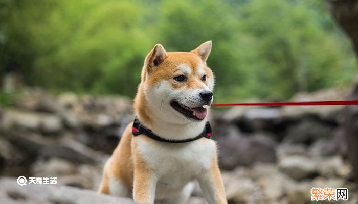 柴犬和秋田犬的区别 如何区分秋田犬和柴犬