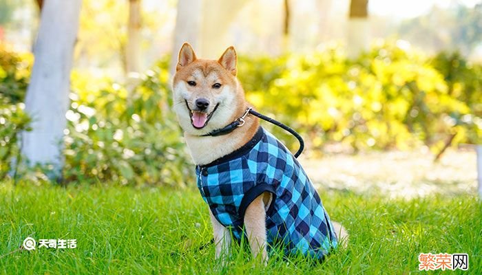 柴犬和秋田犬的区别 如何区分秋田犬和柴犬