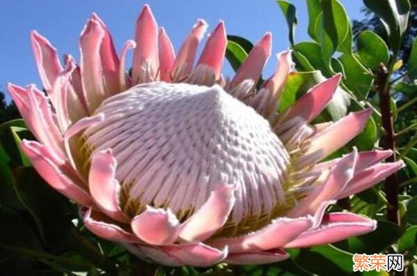 第一是世界上最臭的花 世界上最大的十种花