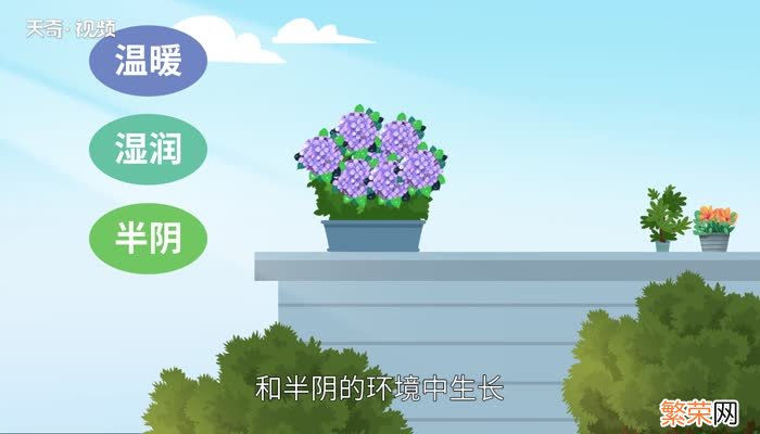 绣球花花语绣球花花语是什么意思