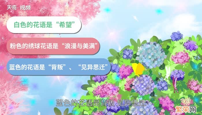 绣球花花语绣球花花语是什么意思