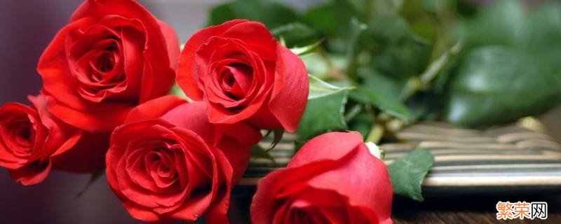 红玫瑰代表什么人 红玫瑰指的是什么人