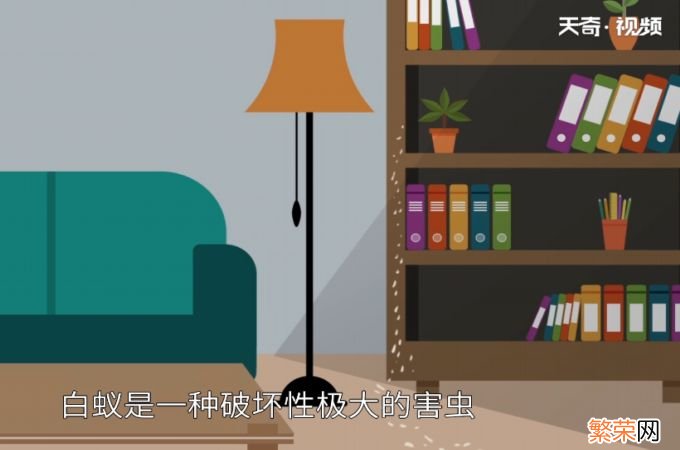 白蚁怎么治