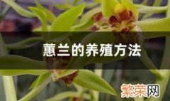 养蕙兰方法 蕙兰的养殖方法