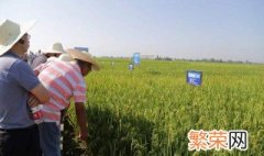 常规稻清水浸种方法 水稻浸种催芽关键技术介绍