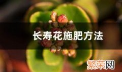 长寿花的施肥方法 长寿花的施肥注意事项