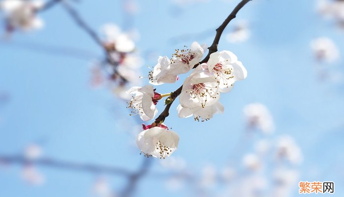 春天有什么花开 春天开的花有哪些