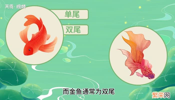 锦鲤和金鱼的区别 锦鲤和金鱼有哪些区别