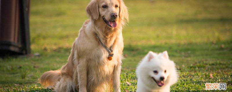 狗和犬的区别 狗和犬的区别是什么