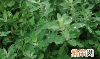 蔡甸荠菜的长期储存方法 关于蔡甸荠菜的长期储存方法