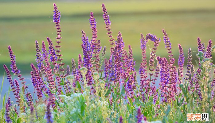 为什么高原上的花多紫色 开在青藏高原上的花大多是什么颜色的