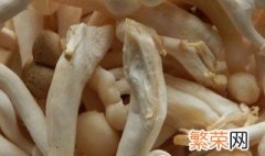 白玉菇怎么保存 白玉菇如何保存