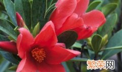 四季杜鹃茶花养护技巧 四季杜鹃茶花怎么养