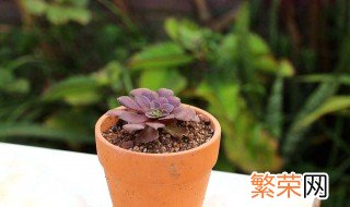 多肉植物养殖方法冬天 冬天怎么养多肉