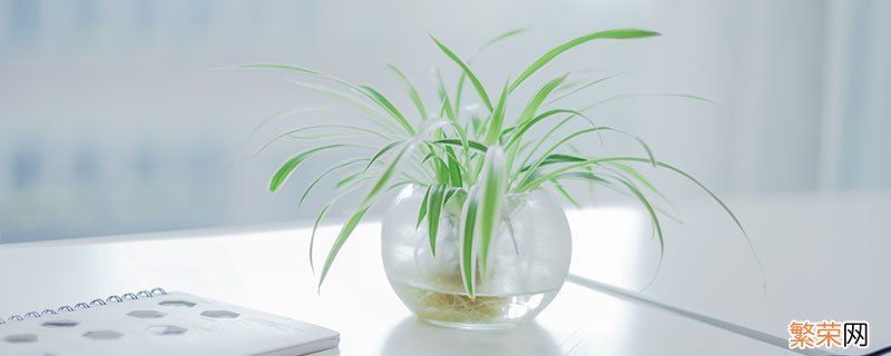具有极强的空气净化功能有绿色净化器美称的室内植物是 什么植物被称为绿色净化器