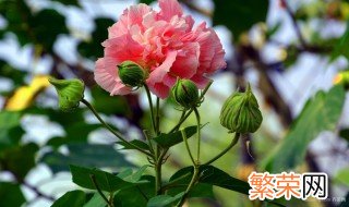 芙蓉花的繁殖方法如下 芙蓉花的种植方法是什么