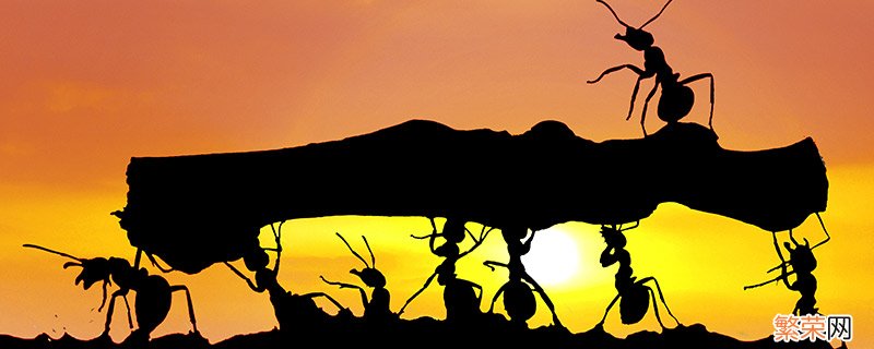 蚂蚁的天敌是什么动物 什么动物是蚂蚁的天敌