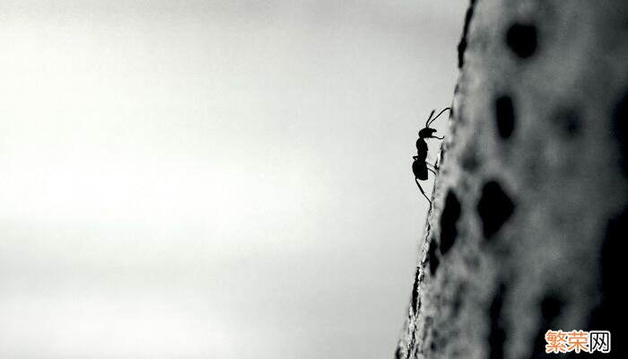 蚂蚁的天敌是什么动物 什么动物是蚂蚁的天敌