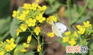 种植油菜花的方法步骤 种植油菜花的方法步骤是什么