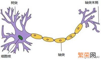 详细介绍 神经元模型是一个包含什么的模型