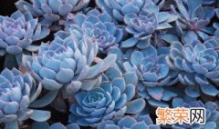 养植物有什么技巧 养植物技巧介绍