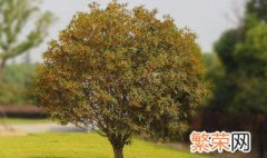 发财树保湿技巧 怎么养护发财树