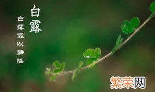 白露是几月几日2021年 白露节气的介绍