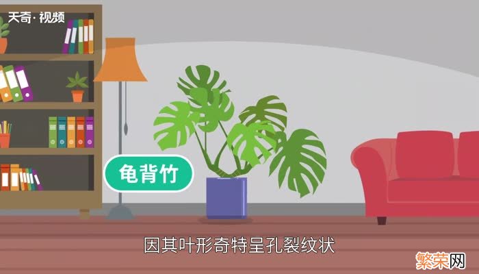 龟背竹的养殖方法和注意事项 龟背竹怎么养