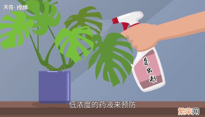 龟背竹的养殖方法和注意事项 龟背竹怎么养