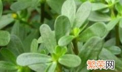 马齿菜怎么保存到冬天 储存马齿菜方法