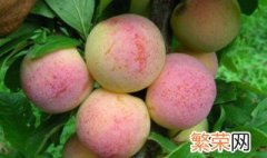 桃子酸怎么变甜 桃子变甜的方法介绍