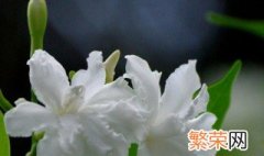 狗牙花的施肥方法 怎么给狗牙花施肥