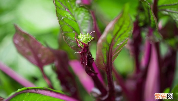 怎样才能让红菜苔不苦 如何去除红菜苔的苦味